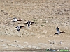 Uccelli anseriformi 01 - Moriglione.jpg